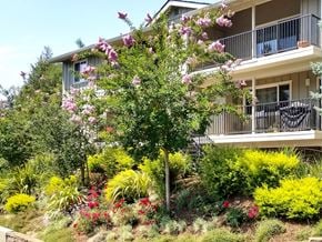 Los Gatos apartment for rent - A tree with pink flowers is in front of a building.
