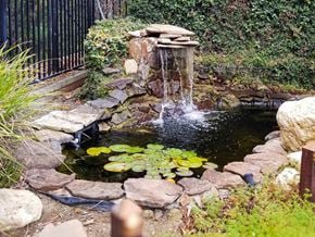 Los Gatos apartment for rent - A small pond with a waterfall and lily pads.