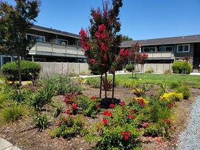 Mountain View apartment for rent - landscaped courtyard
