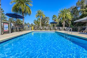 Lady Lake apartment for rent - A large blue swimming pool surrounded by palm trees.
