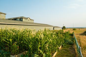 Resident garden