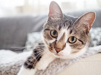 Cat friendly