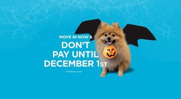 Orleans apartment for rent - A dog with bat wings is advertising a promotion to move in now and not pay until December 1st.