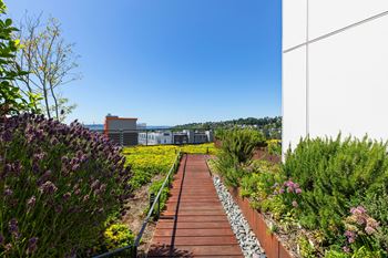 Walkway in the garden