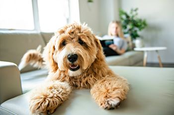Pet-friendly with multiple parks & greenspaces throughout the community