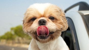 Dog park - we love pets!*
