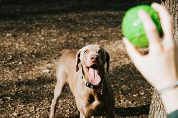 On-site community dog park and inside dog wash area