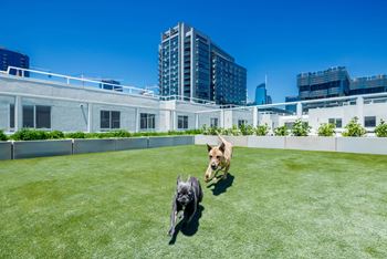Dog park