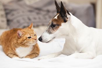 We love pets!