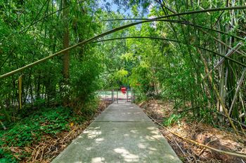 A walkway under a canopy of trees