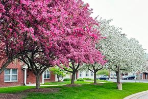 Sussex apartment for rent - A row of trees with pink blossoms in front and white blossoms in the back.
