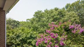 Annapolis apartment for rent - A bush of purple flowers is in the foreground of a green landscape.