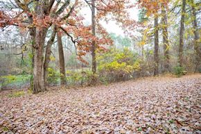 Apex apartment for rent - A forest with trees and leaves on the ground.