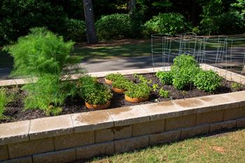 Organic vegetable garden ( click here for virtual tour)