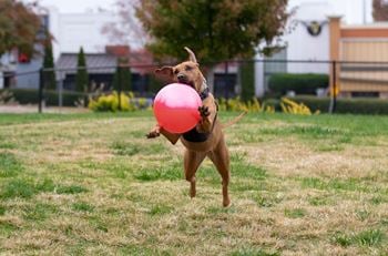 Fenced dog park