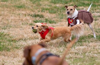 Fenced dog park
