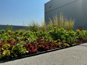 Seattle apartment for rent - a landscaped garden on the side of a building at Junction Central, Seattle, 98116
