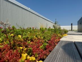 Seattle apartment for rent - a garden with red and green plants next to a wooden bench at Junction Central, Seattle