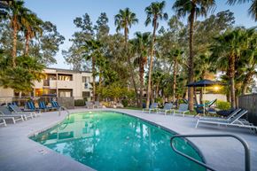 Tucson apartment for rent - A pool surrounded by palm trees and lounge chairs.