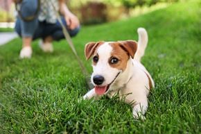 Green Valley apartment for rent - Pet Friendly Apartment in Green Valley Arizona Via Alamos Apartments