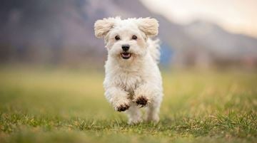 Grove City apartment for rent - A small white dog is running in the grass.