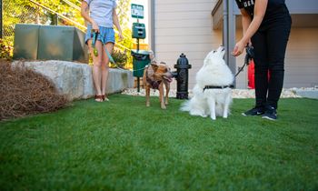Outdoor area for dogs