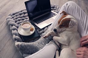 Colchester apartment for rent - a dog laying next to a person on a bed with a laptop and a coffee