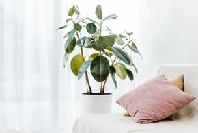 Sistersville apartment for rent - A potted plant with green leaves sits on a white surface next to a pink pillow.