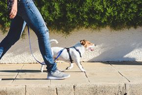 Beardstown apartment for rent - a person walking a dog on a leash on a sidewalk