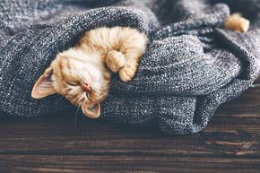 Monmouth apartment for rent - a kitten sleeping in a blanket on a wooden floor