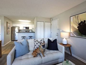 Lawrenceville apartment for rent - A dog is sitting on a couch in a living room.