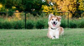 Fort Worth apartment for rent - A dog is sitting on the grass.