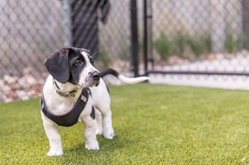 Pet park