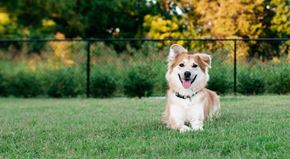 Fort Worth apartment for rent - A dog is sitting in the grass with its tongue out.