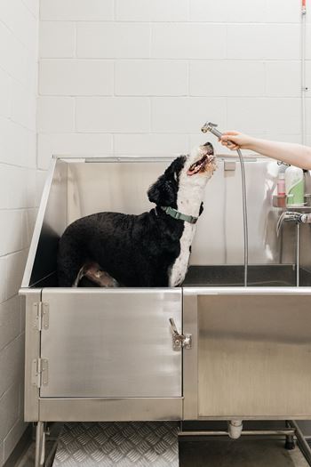 A dog getting a bath from a person in a stainless steel sink