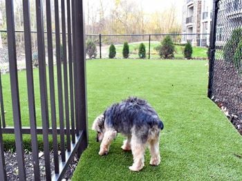 Off-leash dog run