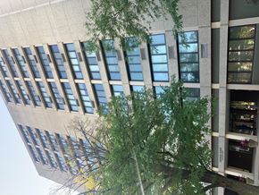 Oak Park apartment for rent - A tree is in front of a building with many windows.