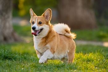 Bark park