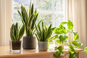 Fontana apartment for rent - Three potted plants on a windowsill with a view of a garden outside.
