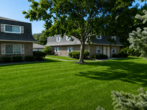 Hilliard townhouse for rent - A tree stands in the middle of a grassy yard.