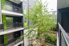 Seattle apartment for rent - A tree in a courtyard surrounded by buildings.