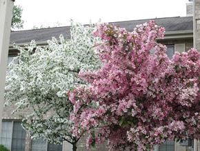 Caro apartment for rent - Spring Blossoms