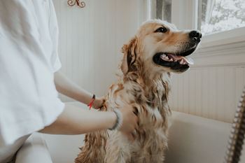 Pet spa