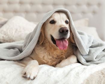 Pet friendly
