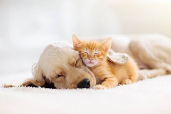 A dog and a cat sleeping on a bed