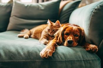 Cat and dog are lying on green couch