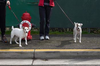 Cats and dogs welcome