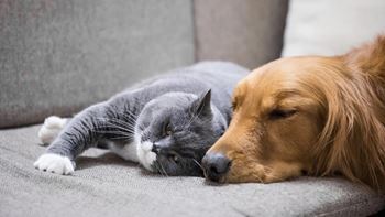 Pet-friendly