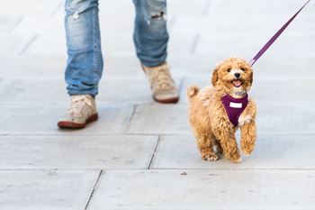 Small brown dog on leash