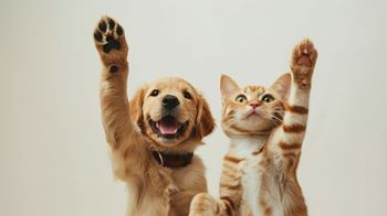 Pet friendly